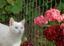 butterfly hunter)) / ***