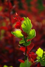 red-green dragon / ***