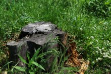 And the old tree stump in the June day ... / ***