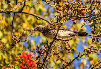 Thrush Fieldfare / ***