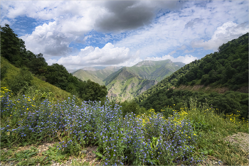 Summer in the mountains / ***