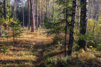 On the forest path / ***