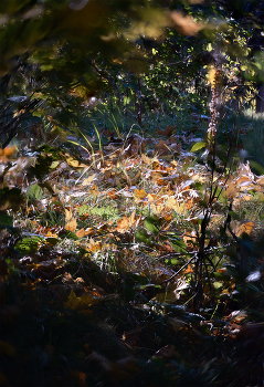 Autumn / ***