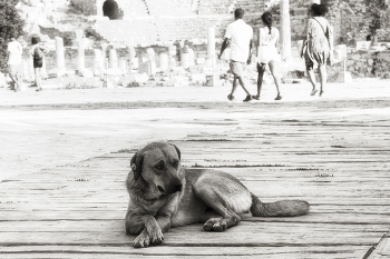 Protection / ***