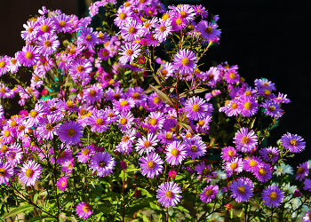in early October / ***