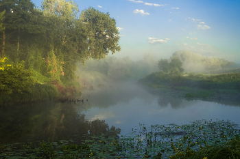 Summer morning. / ***