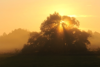Radiant morning / ***