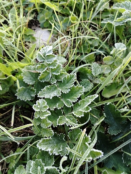 The first frost / ***