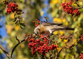 Thrush Fieldfare / ***