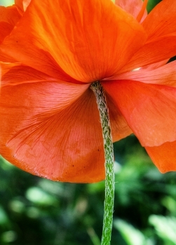 poppy / ***
