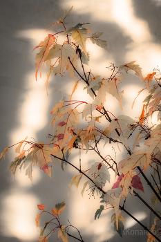 about autumn / ***