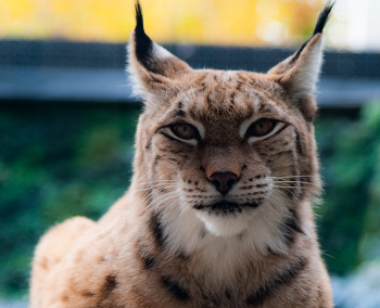 Lynx / ***