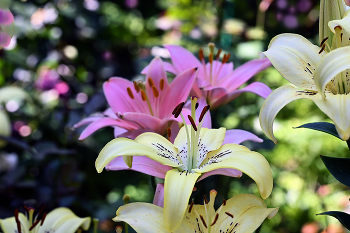 Lilies / ***