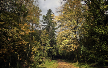In Forest Park / ***
