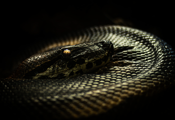 snake / ***