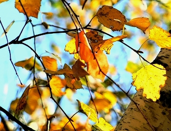 Fall Leaves / ***