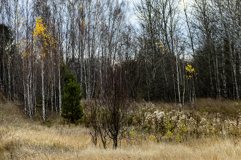 Last foliage / ***