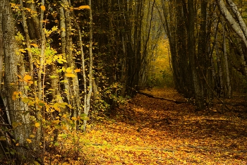 Autumn trail / ***