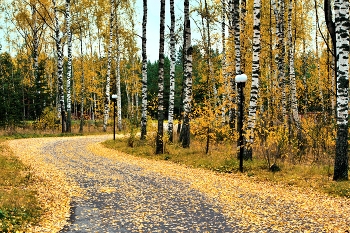 Autumn road / ***