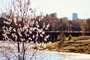 Pussy-willow / ***