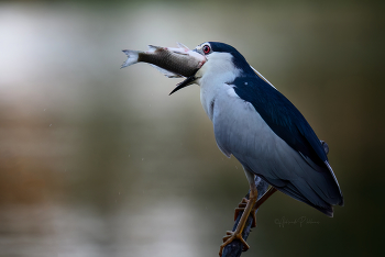 Swallow / ***