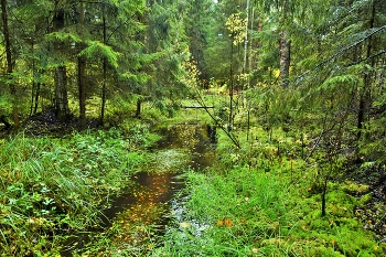 After the rain ... / ***