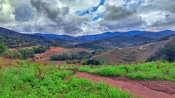 Poboleda - vinyes a la tardor - Priorat / Poboleda - vinyes a la tardor - Priorat