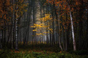The silence of the autumn forest / ***