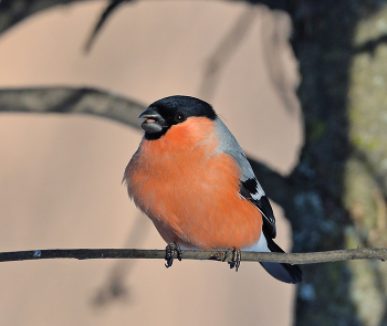 Bullfinch / ***