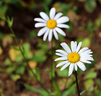 October has in the yard ... / ***