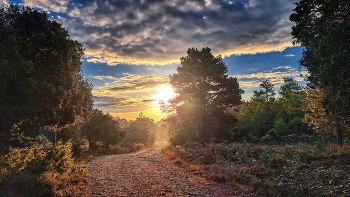 Rojals - camí Coll de la Mola - Conca de Barberà / Rojals - camí Coll de la Mola - Conca de Barberà