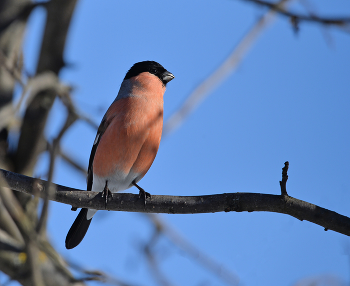 Bullfinch / ***