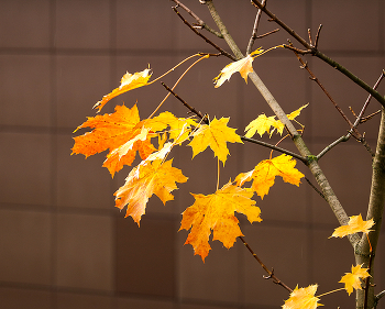 *Autumn sketch** / ***