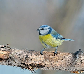 Titmouse / ***