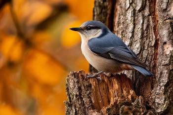 Nuthatch / ***