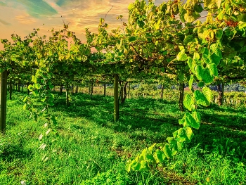 Cambados - vinyes d'Albariño - Pontevedra / Cambados - vinyes d'Albariño - Pontevedra