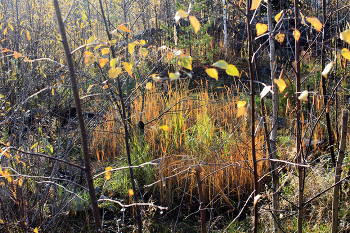 Autumn / ***