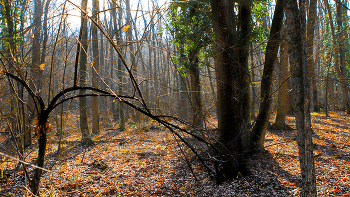 Sparse growth of trees / ***