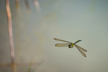 flight of a bird / ***