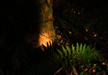 Evening quietly crept to the village ... / ***