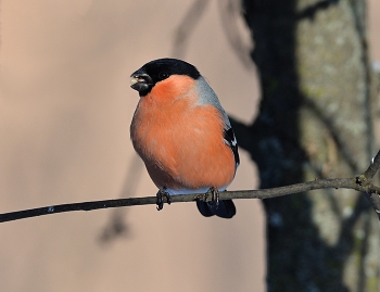 Bullfinch / ***