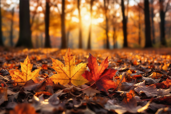 Warm October / ***