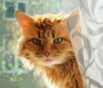 Saffron milk cap / ***