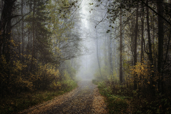 Autumn morning / ***