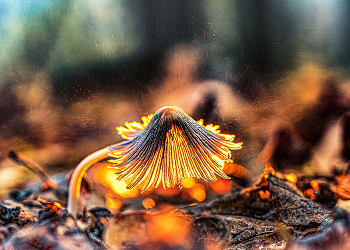 Its all about the hat / ***