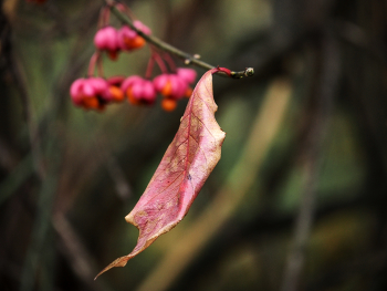 *Autumn sketch** / ***
