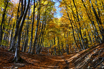 Crimean Autumn Forest / ***