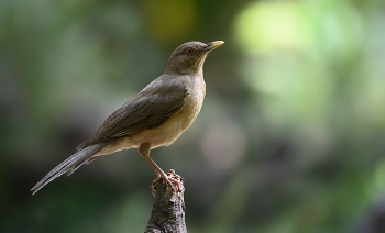 Bronzed cowbird / Bronzed cowbird