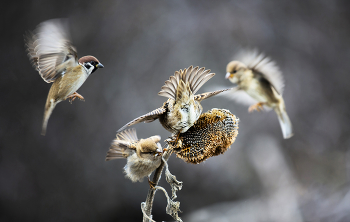 Battle for the harvest / ***