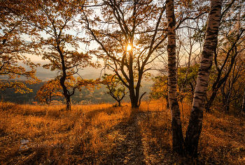 Autumn in the forest / ***